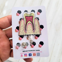Load image into Gallery viewer, Anatomical Tooth Cross-Section Retractable Badge Reel
