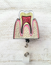 Load image into Gallery viewer, Tooth Cross Section Badge For Nephrology
