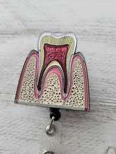 Load image into Gallery viewer, Anatomical Tooth ID Badge
