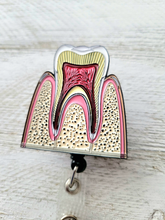 Load image into Gallery viewer, Anatomical Tooth Cross Section Badge Reel
