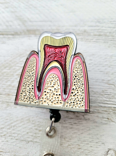 Anatomical Tooth Cross Section Badge Reel